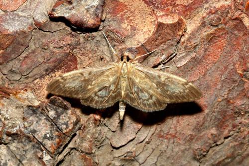 Anania lancealis